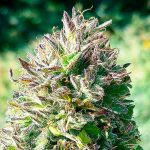 Super Lemon Skunk