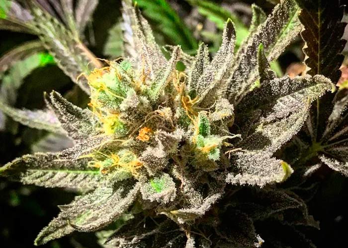 Auto Blueberry Fem