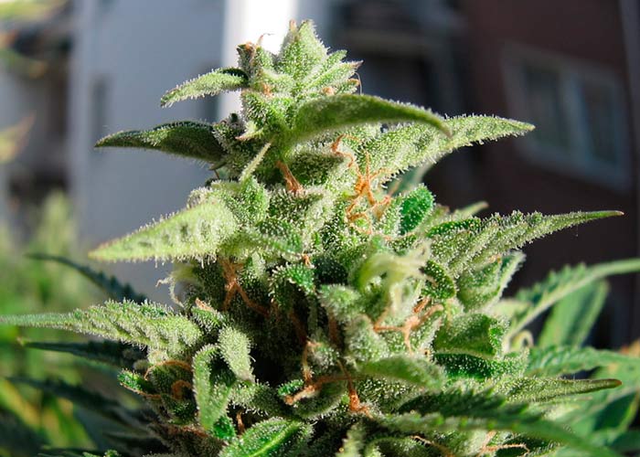 Auto Purple Kush Feminised
