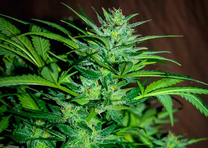 Blue Magoo