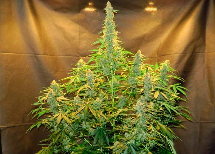 Northern Lights x Chronic Feminised