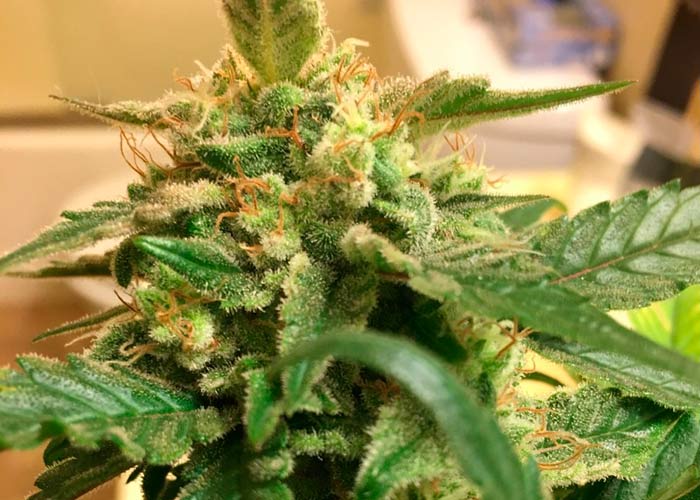 Sensi Skunk x Jamaica