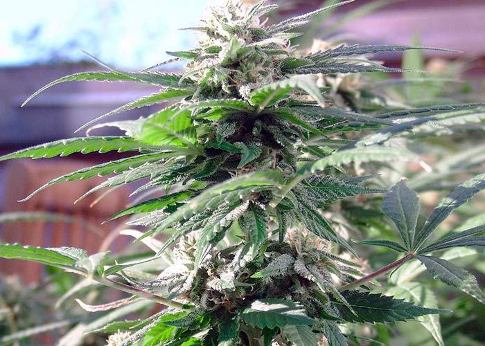 Sensi Skunk x Lowryder2
