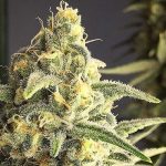 Auto Cheese fem