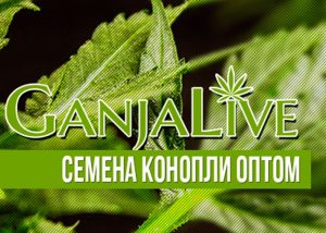 Семена конопли оптом