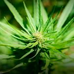 Обзор фотопериодных сортов сидбанка Seedsman