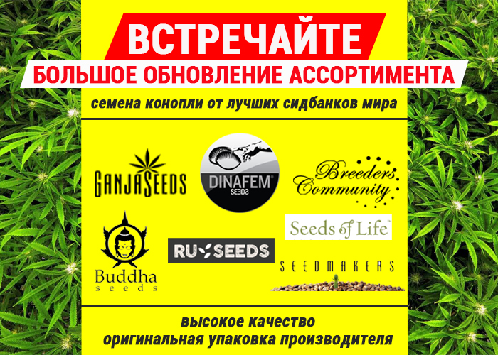 Где лучшие новинки? Только в GanjaSeeds!
